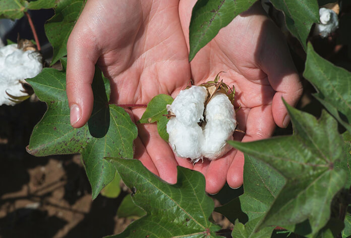 Sustainable Cotton Solutions